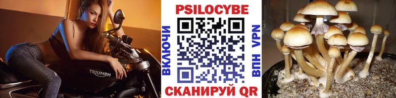 Купить  Саки  Галлюциногенные грибы Cubensis 